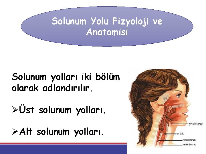 Solunum Yolu Fizyoloji ve Anatomisi Solunum yolları iki bölüm olarak adlandırılır. Üst solunum yolları.