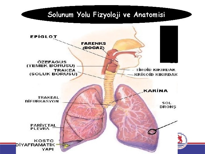 Solunum Yolu Fizyoloji ve Anatomisi 