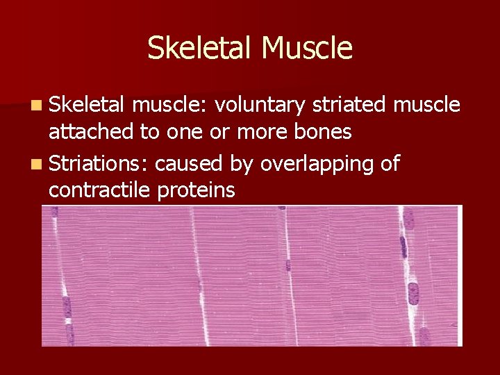 Skeletal Muscle n Skeletal muscle: voluntary striated muscle attached to one or more bones