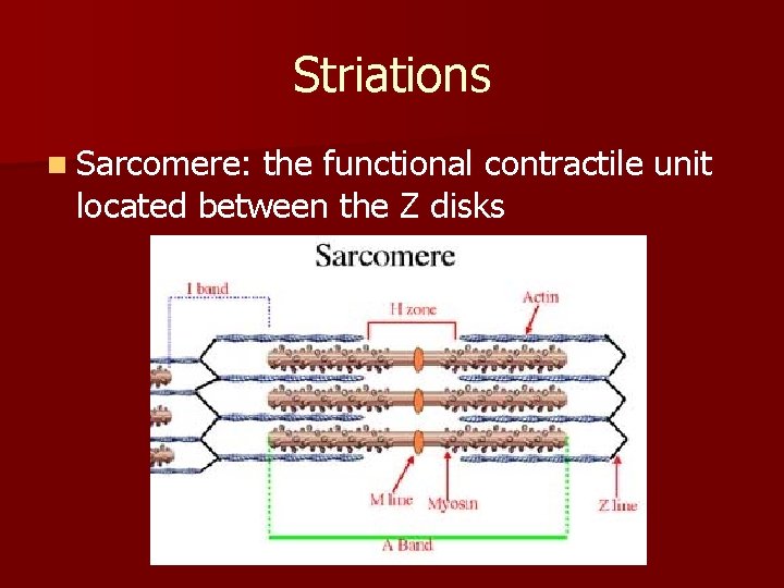 Striations n Sarcomere: the functional contractile unit located between the Z disks 