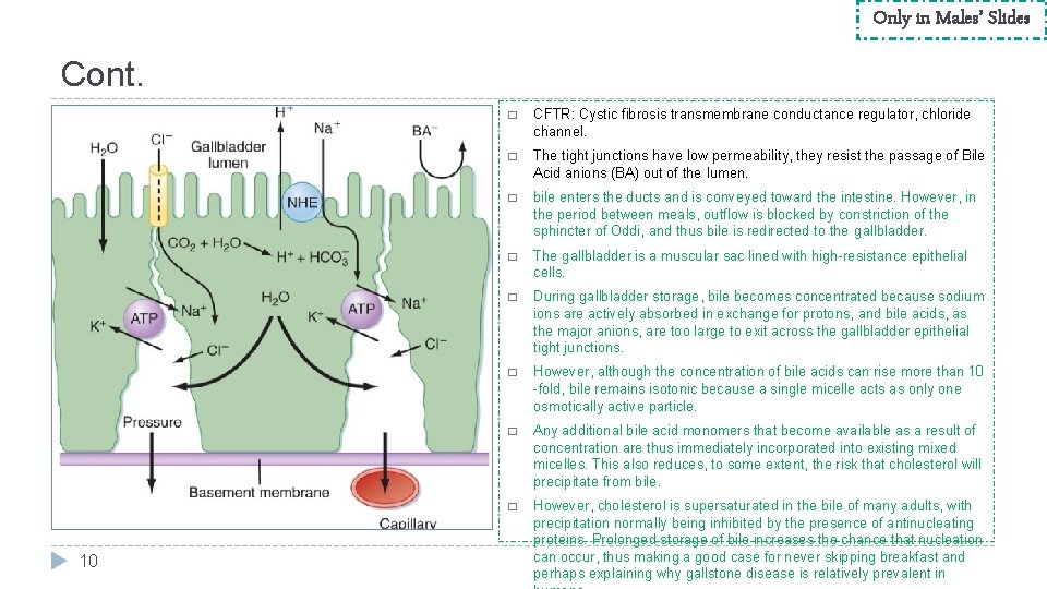 Only in Males’ Slides Cont. 10 � CFTR: Cystic fibrosis transmembrane conductance regulator, chloride