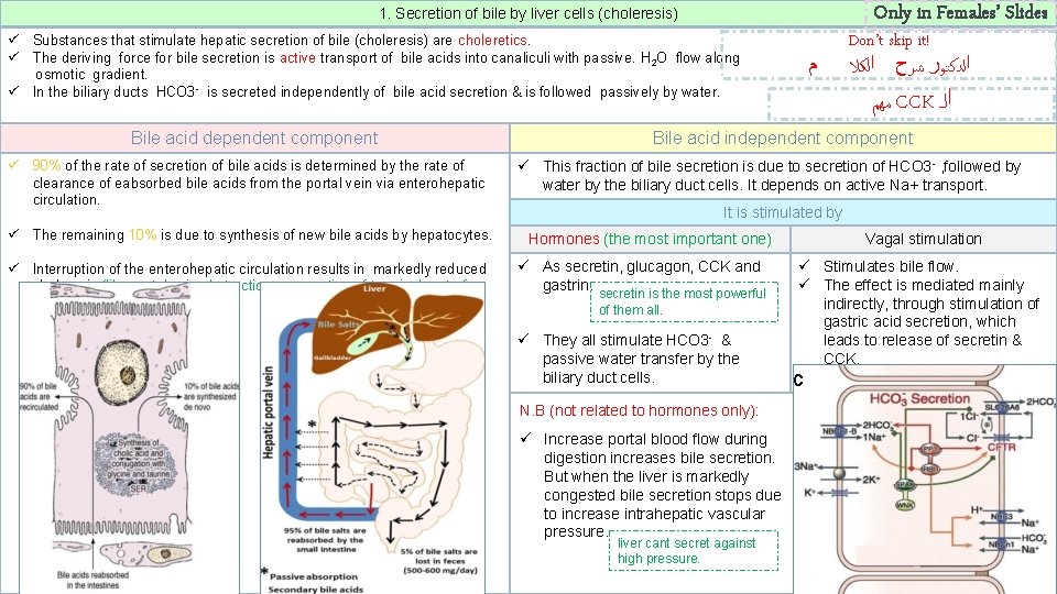 Only in Females’ Slides 1. Secretion of bile by liver cells (choleresis) ü Substances