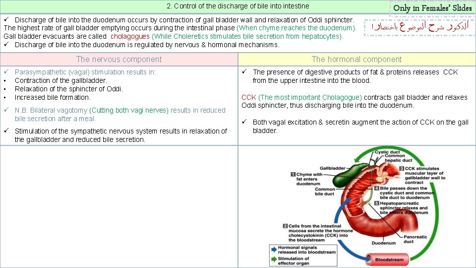 2. Control of the discharge of bile into intestine ü Discharge of bile into