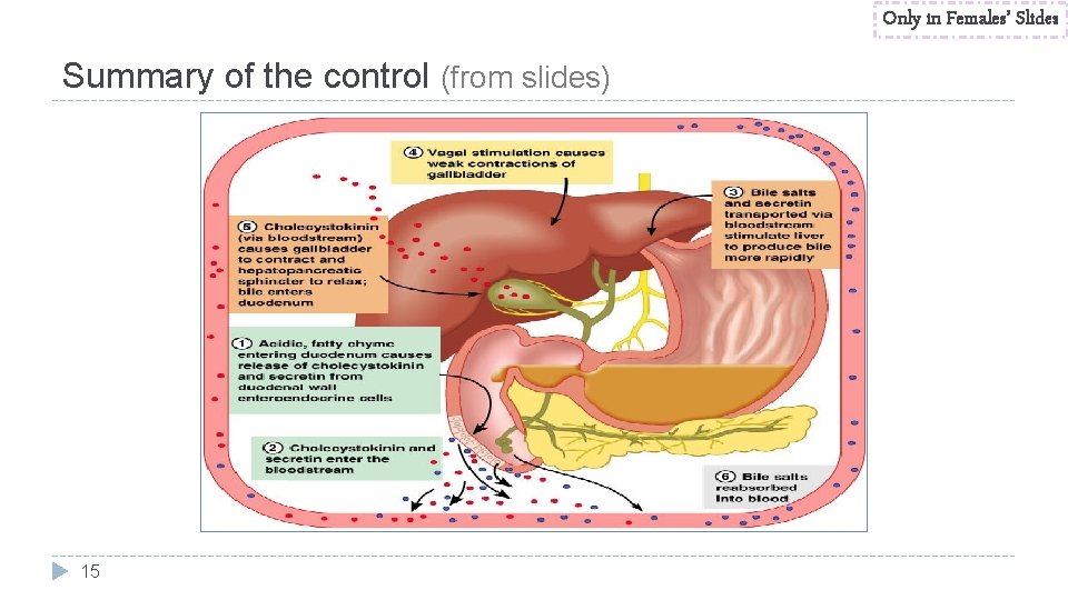 Only in Females’ Slides Summary of the control (from slides) 15 