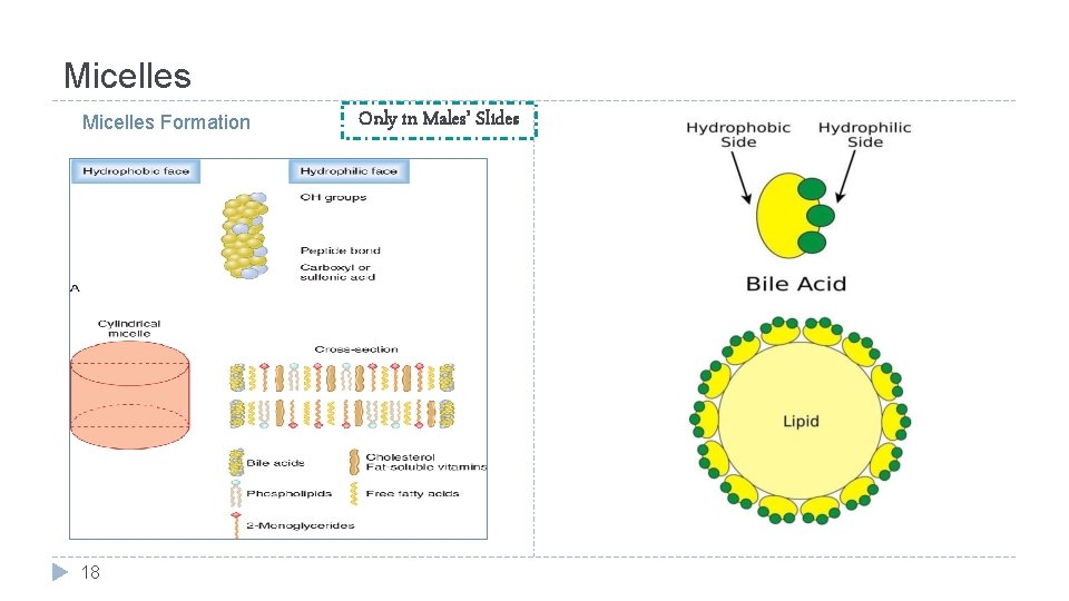 Micelles Formation 18 Only in Males’ Slides 