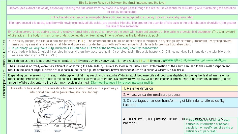 Bile Salts Are Recycled Between the Small Intestine and the Liver Hepatocytes extract bile