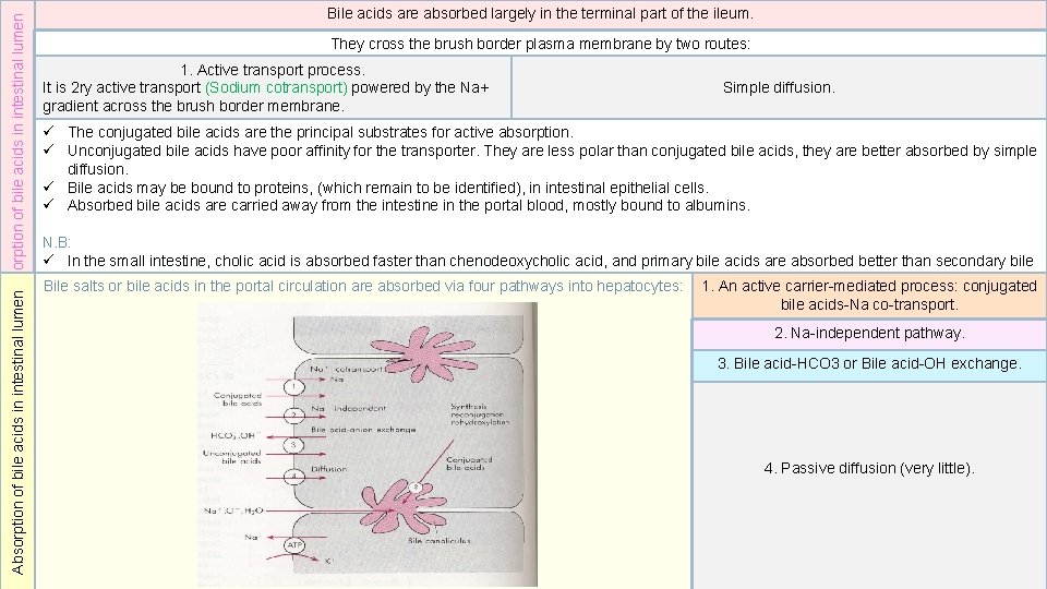 Absorption of bile acids in intestinal lumen Bile acids are absorbed largely in the
