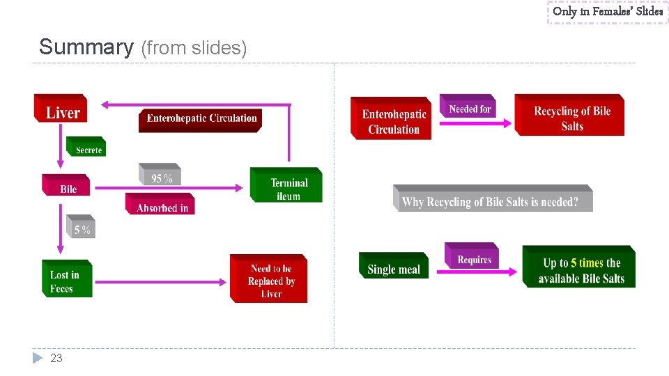 Only in Females’ Slides Summary (from slides) 23 