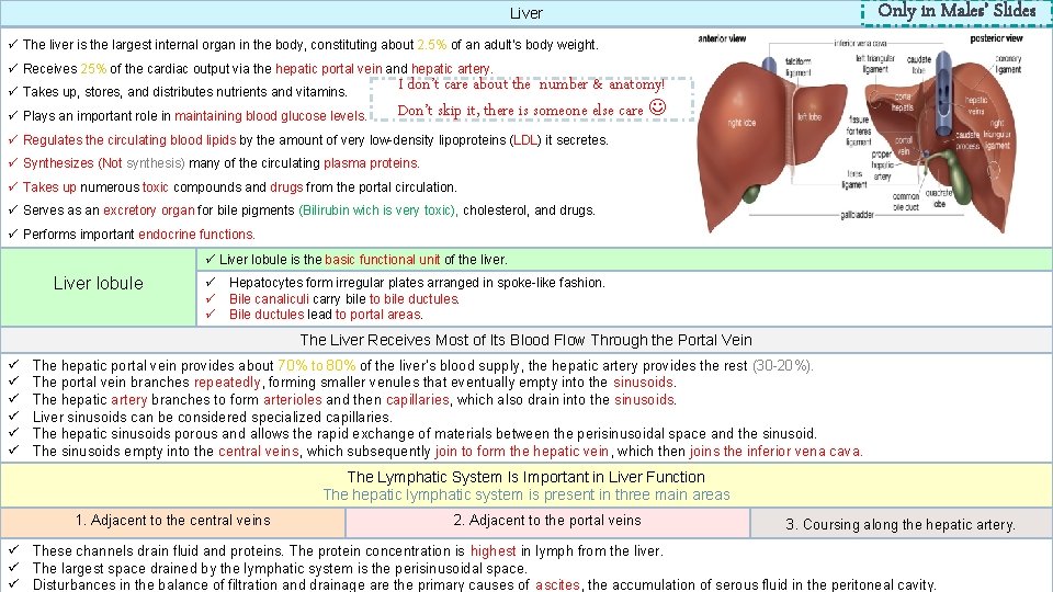 Only in Males’ Slides Liver ü The liver is the largest internal organ in