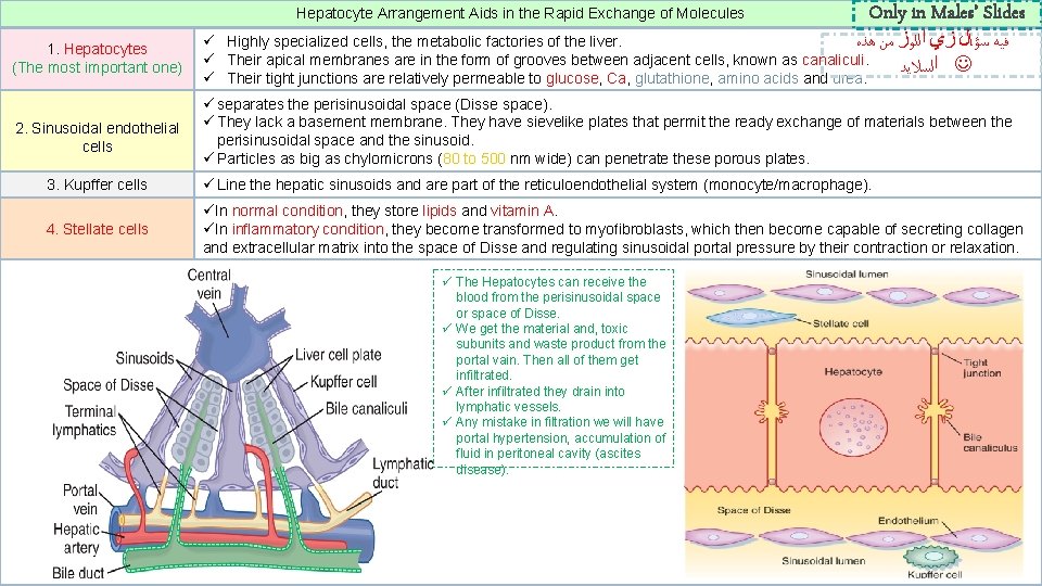 Hepatocyte Arrangement Aids in the Rapid Exchange of Molecules Only in Males’ Slides 1.