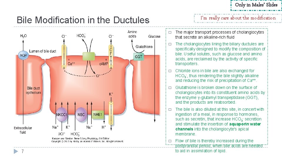 Only in Males’ Slides I’m really care about the modification Bile Modification in the