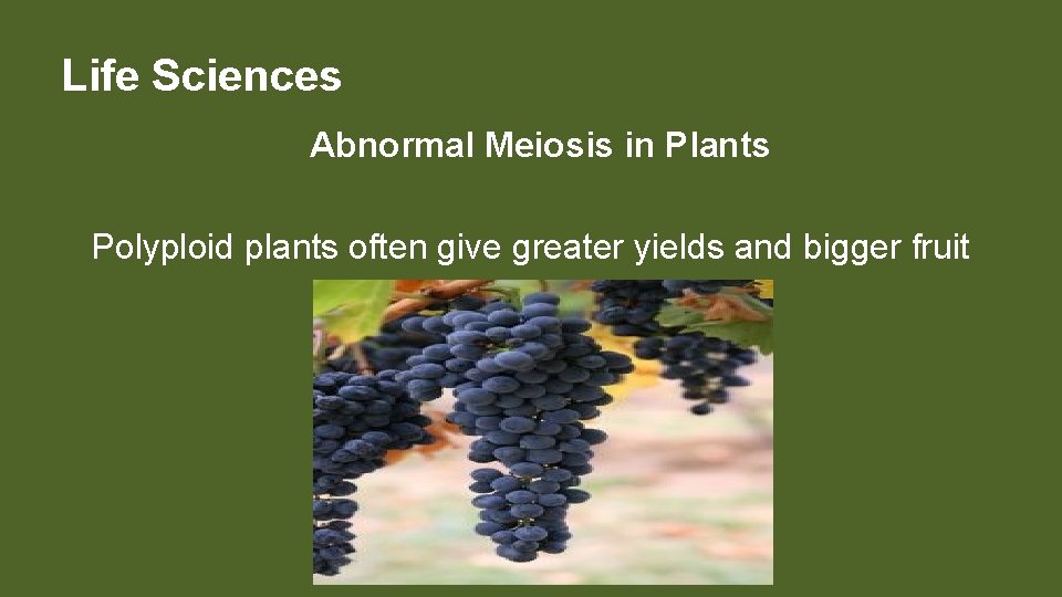 Life Sciences Abnormal Meiosis in Plants Polyploid plants often give greater yields and bigger