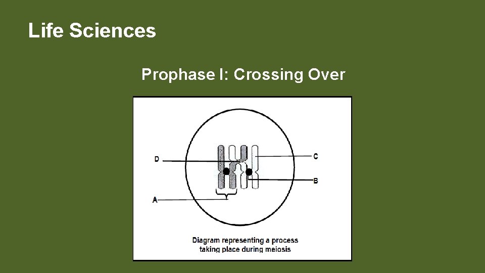 Life Sciences Prophase I: Crossing Over 