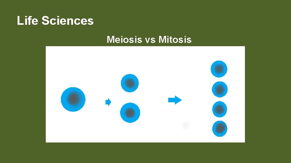 Life Sciences Meiosis vs Mitosis 