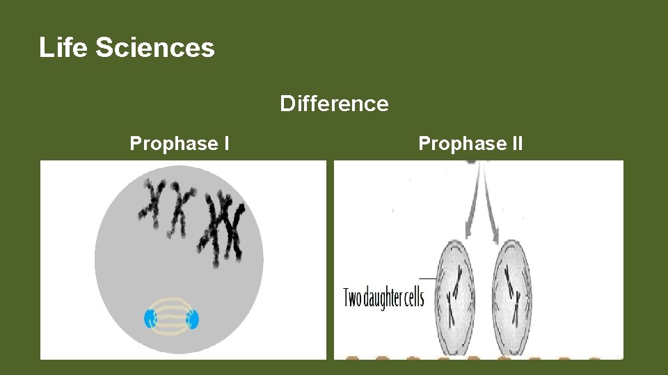Life Sciences Difference Prophase II 