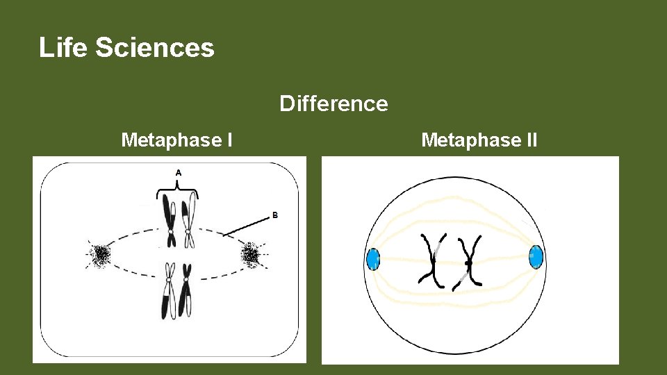 Life Sciences Difference Metaphase II 