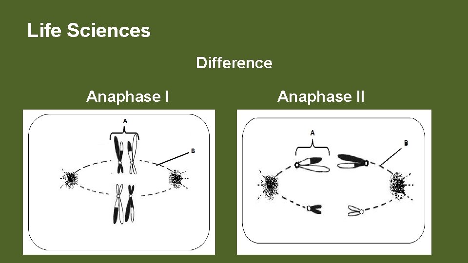 Life Sciences Difference Anaphase II 
