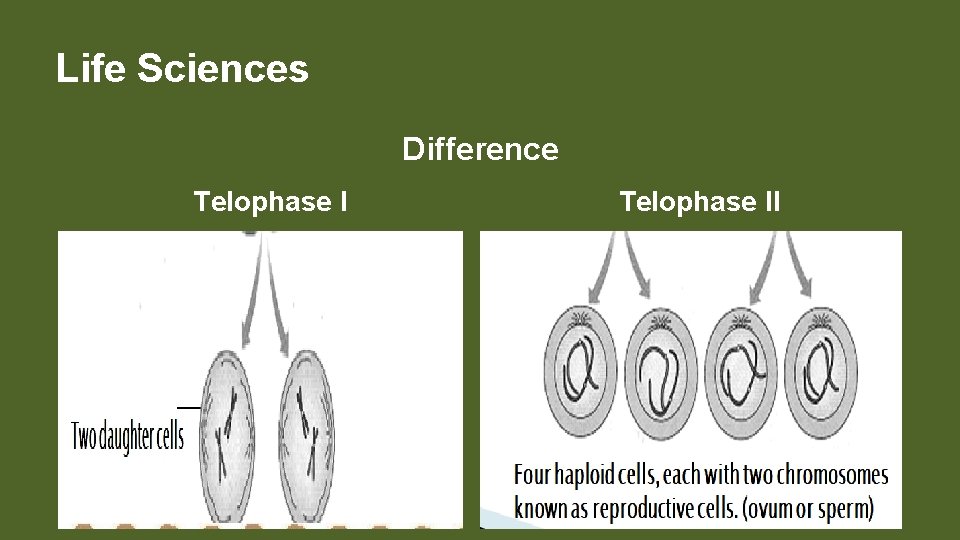 Life Sciences Difference Telophase II 