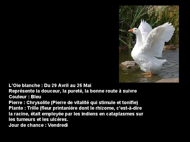 L’Oie blanche : Du 29 Avril au 26 Mai Représente la douceur, la pureté,
