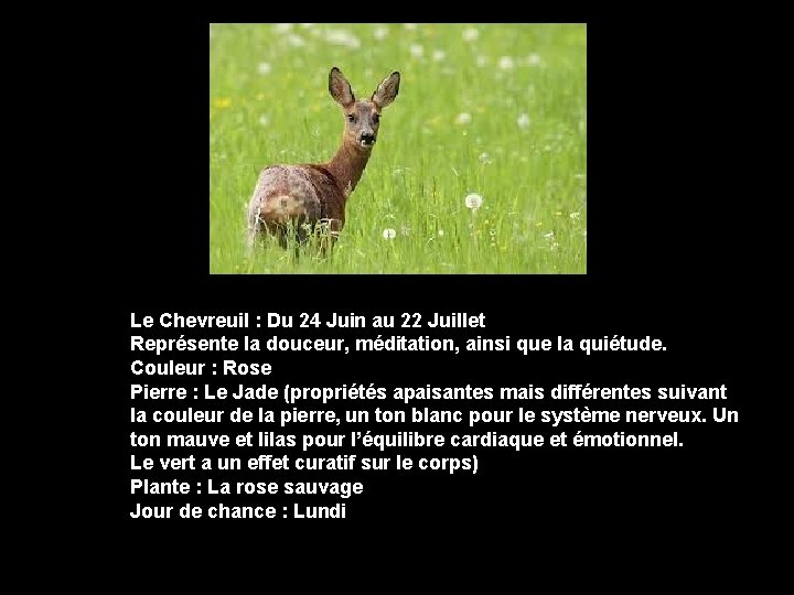 Le Chevreuil : Du 24 Juin au 22 Juillet Représente la douceur, méditation, ainsi