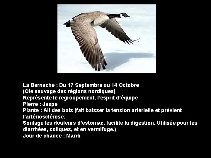 La Bernache : Du 17 Septembre au 14 Octobre (Oie sauvage des régions nordiques)