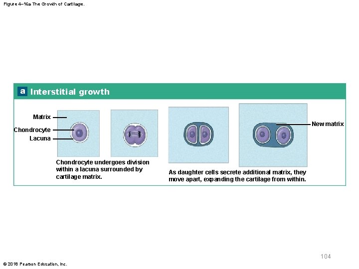 Figure 4– 16 a The Growth of Cartilage. a Interstitial growth Matrix New matrix