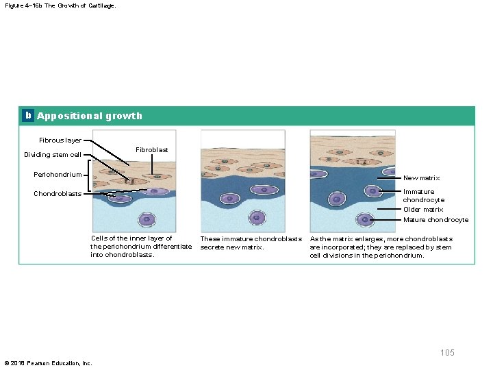Figure 4– 16 b The Growth of Cartilage. b Appositional growth Fibrous layer Fibroblast