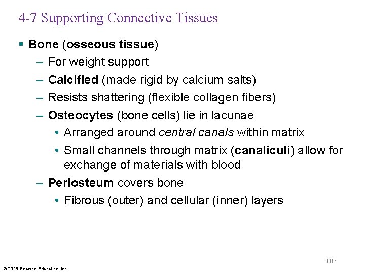 4 -7 Supporting Connective Tissues § Bone (osseous tissue) – For weight support –