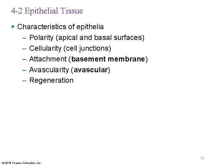 4 -2 Epithelial Tissue § Characteristics of epithelia – Polarity (apical and basal surfaces)