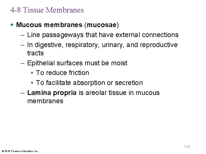 4 -8 Tissue Membranes § Mucous membranes (mucosae) – Line passageways that have external