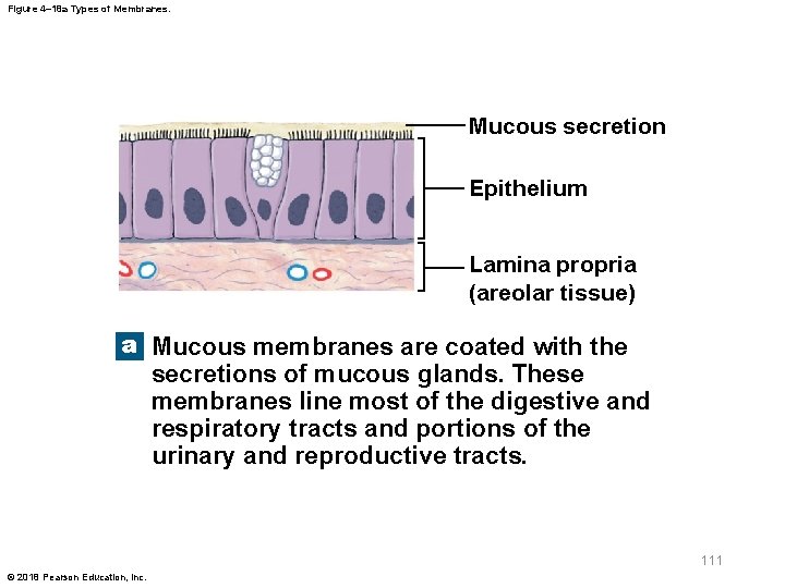 Figure 4– 18 a Types of Membranes. Mucous secretion Epithelium Lamina propria (areolar tissue)
