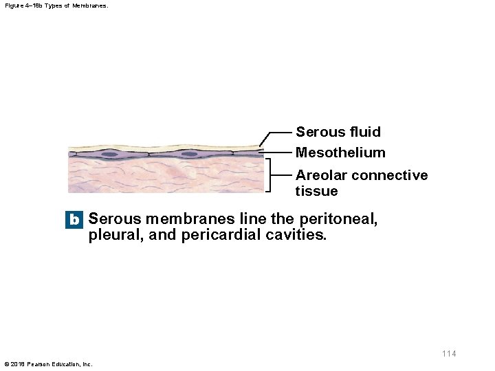 Figure 4– 18 b Types of Membranes. Serous fluid Mesothelium Areolar connective tissue b