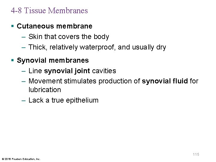 4 -8 Tissue Membranes § Cutaneous membrane – Skin that covers the body –