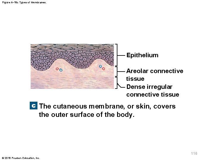 Figure 4– 18 c Types of Membranes. Epithelium Areolar connective tissue Dense irregular connective
