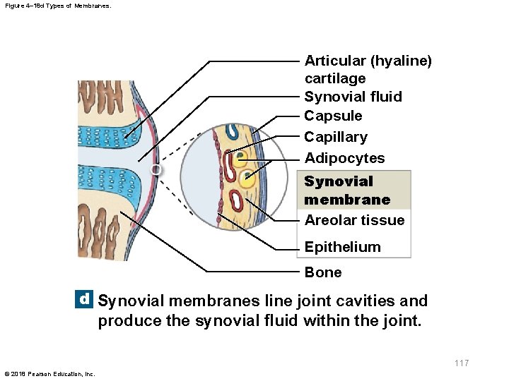 Figure 4– 18 d Types of Membranes. Articular (hyaline) cartilage Synovial ﬂuid Capsule Capillary