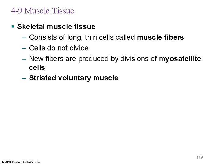 4 -9 Muscle Tissue § Skeletal muscle tissue – Consists of long, thin cells