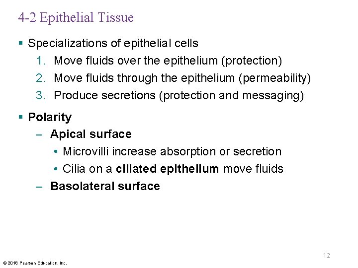 4 -2 Epithelial Tissue § Specializations of epithelial cells 1. Move fluids over the