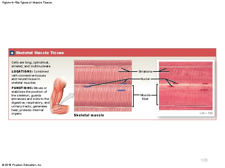 Figure 4– 19 a Types of Muscle Tissue. a Skeletal Muscle Tissue Cells are