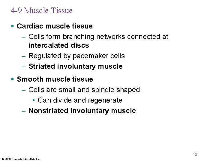 4 -9 Muscle Tissue § Cardiac muscle tissue – Cells form branching networks connected