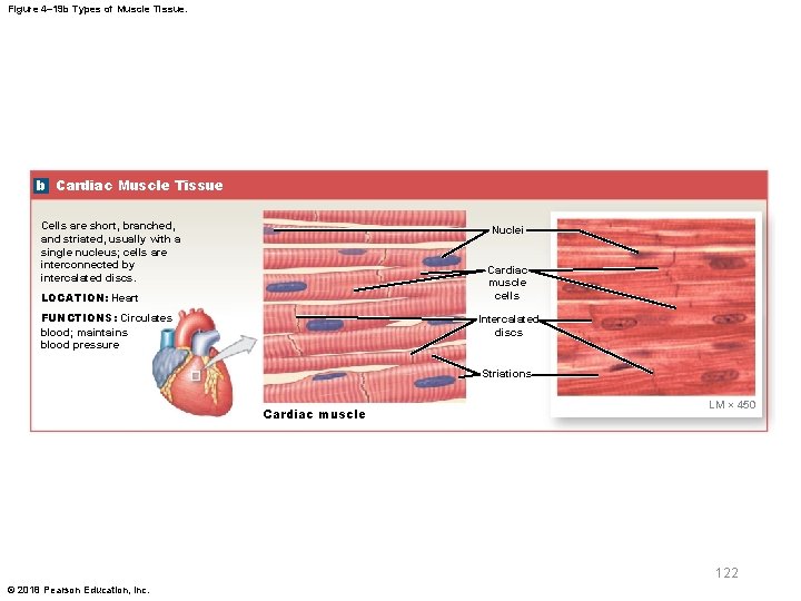 Figure 4– 19 b Types of Muscle Tissue. b Cardiac Muscle Tissue Cells are