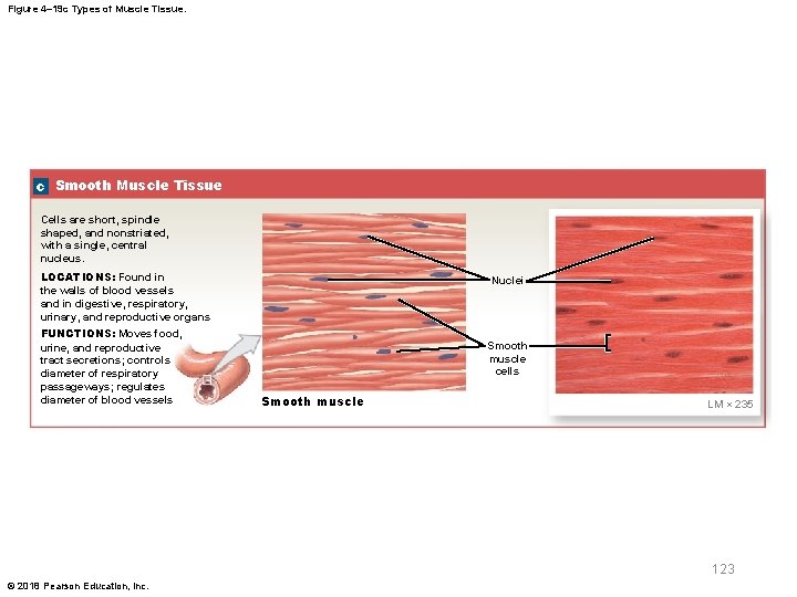 Figure 4– 19 c Types of Muscle Tissue. c Smooth Muscle Tissue Cells are