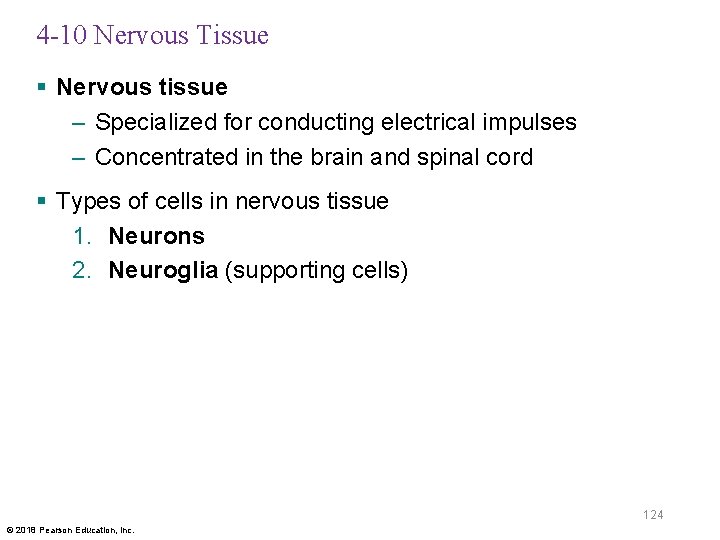 4 -10 Nervous Tissue § Nervous tissue – Specialized for conducting electrical impulses –