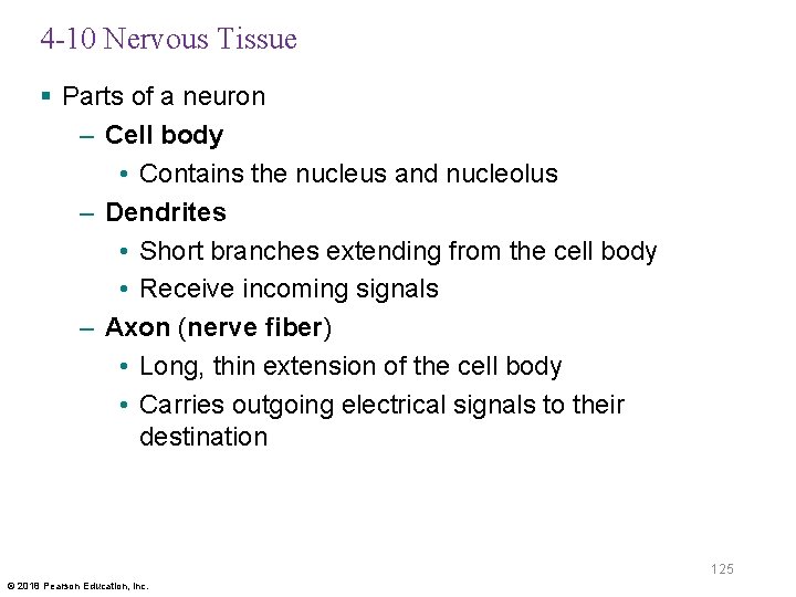 4 -10 Nervous Tissue § Parts of a neuron – Cell body • Contains