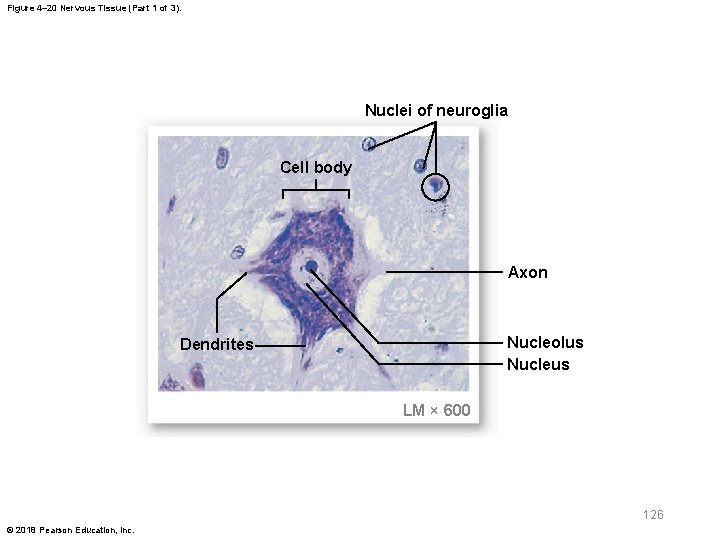 Figure 4– 20 Nervous Tissue (Part 1 of 3). Nuclei of neuroglia Cell body