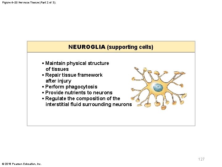 Figure 4– 20 Nervous Tissue (Part 2 of 3). NEUROGLIA (supporting cells) • Maintain