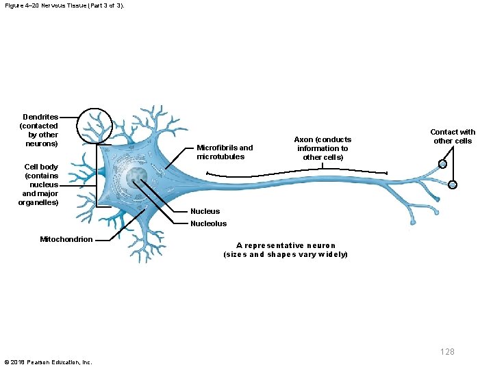 Figure 4– 20 Nervous Tissue (Part 3 of 3). Dendrites (contacted by other neurons)
