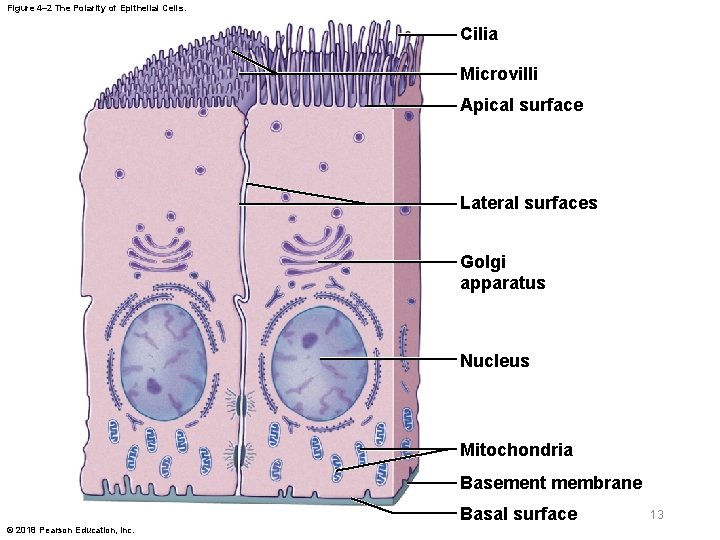 Figure 4– 2 The Polarity of Epithelial Cells. Cilia Microvilli Apical surface Lateral surfaces