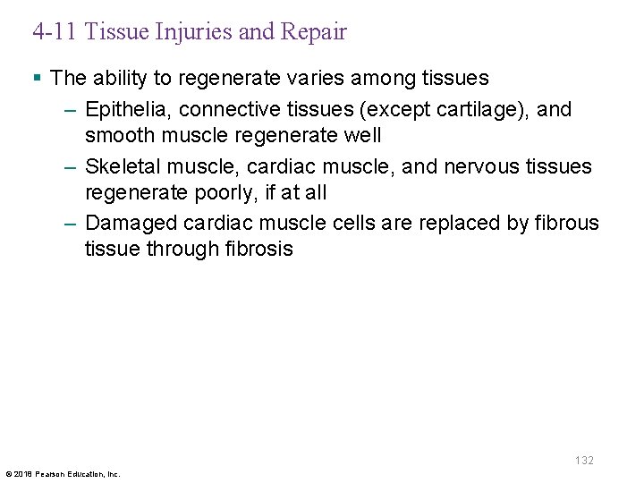 4 -11 Tissue Injuries and Repair § The ability to regenerate varies among tissues