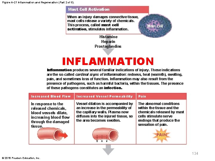 Figure 4– 21 Inflammation and Regeneration (Part 2 of 5). Mast Cell Activation When