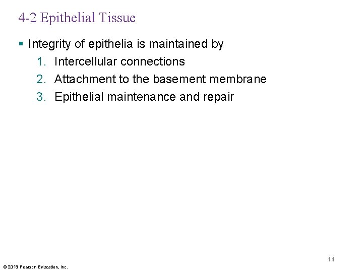 4 -2 Epithelial Tissue § Integrity of epithelia is maintained by 1. Intercellular connections